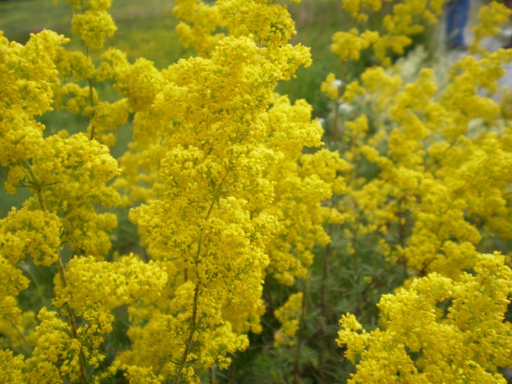 From www.Neriana.DeviantArt.com